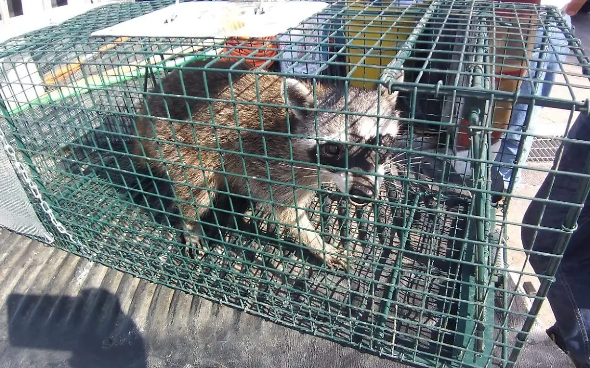 Mapaches invaden hospital de Tampico Sindicato del ISSSTE Tampico